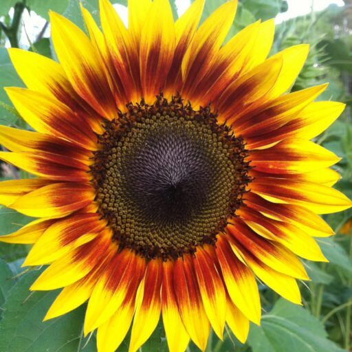 A sunflower with bright yellow and red petals. The seeds in the middle form a tight fibonacci sequence spiral.